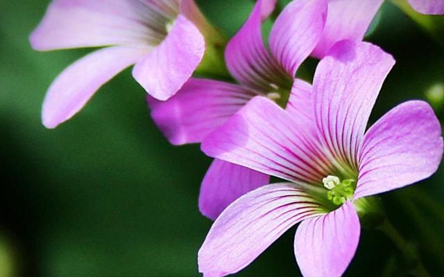 天生就聪明的六大生肖 智商超群聪明机智