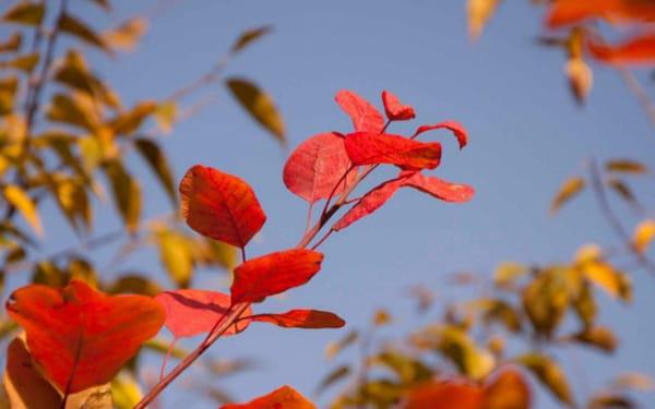 生辰八字婚姻查询