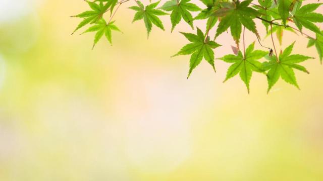 八字女命伤官为女