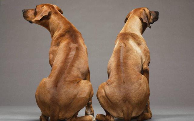 夫妻八字婚姻命理