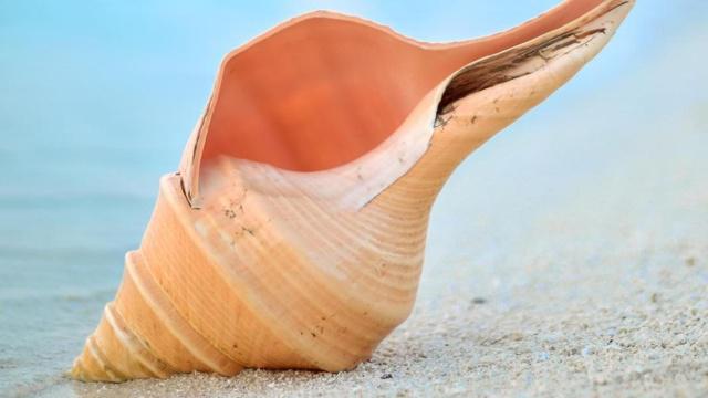 女命八字时柱正偏财